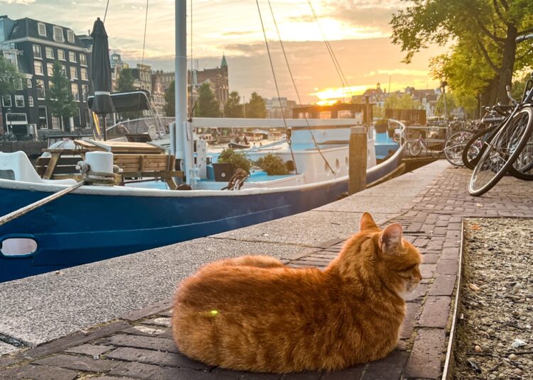Holanda proíbe 2 raças de gato focando em “bem-estar animal”; entenda
