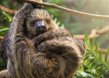 Hora da soneca: descubra quanto tempo esses 9 animais selvagens dormem