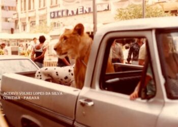Leões no quintal: família brasileira chegou a ter 5 felinos em casa
