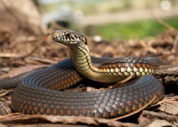 Maior cobra do mundo tinha tamanho monstruoso há 12 milhões de anos