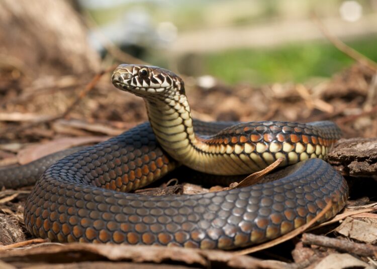 Maior cobra do mundo tinha tamanho monstruoso há 12 milhões de anos