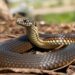 Maior cobra do mundo tinha tamanho monstruoso há 12 milhões de anos