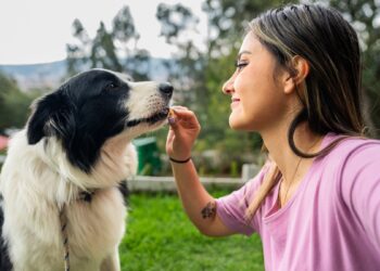 Mercado pet brasileiro ganha snack inédito de alta qualidade