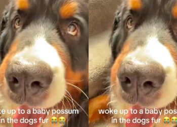 Mulher encontra bicho misterioso nos pelos de seu cachorro; assista