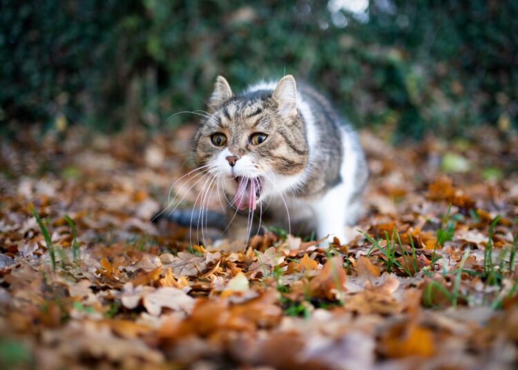 Na web: veja os termos mais pesquisados por tutores de gatos em 2025