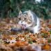 Na web: veja os termos mais pesquisados por tutores de gatos em 2025