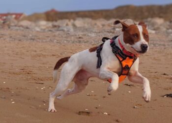 Não leve seu cachorro à praia se ele não tiver esta idade