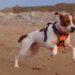 Não leve seu cachorro à praia se ele não tiver esta idade
