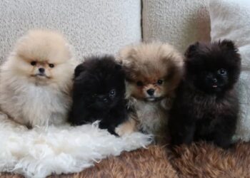 Natal: Kim Kardashian é criticada por presentear os 4 filhos com cães