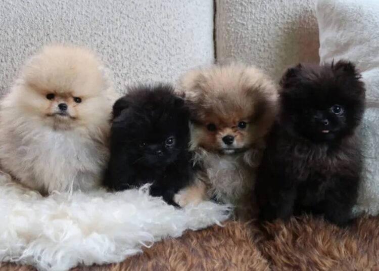 Natal: Kim Kardashian é criticada por presentear os 4 filhos com cães