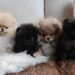 Natal: Kim Kardashian é criticada por presentear os 4 filhos com cães