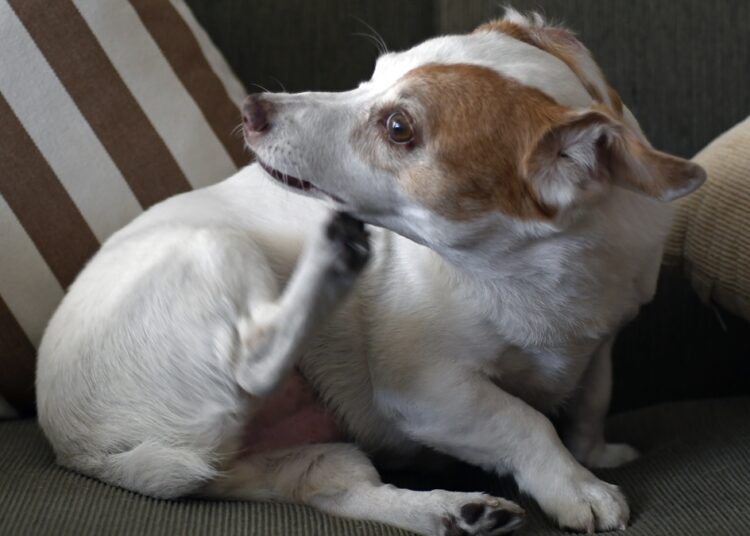 O perigo do bicho-de-pé nas férias e como proteger seu cão