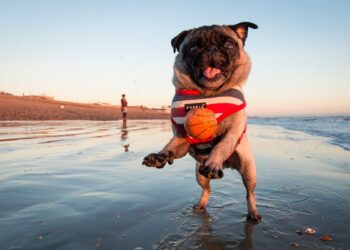 Pets na praia: como garantir um verão seguro e confortável