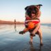 Pets na praia: como garantir um verão seguro e confortável