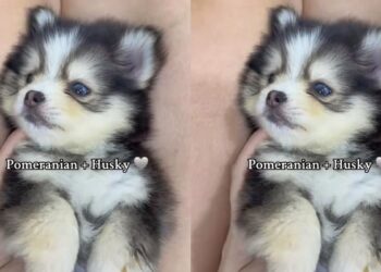 “Pomsky”: filhote de 2 raças clássicas misturadas conquista as redes
