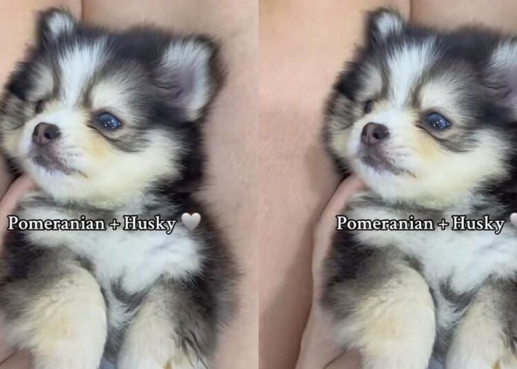 “Pomsky”: filhote de 2 raças clássicas misturadas conquista as redes