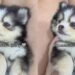 “Pomsky”: filhote de 2 raças clássicas misturadas conquista as redes