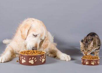 PremieRpet doa mais de 80 toneladas de alimentos para pets em abrigos