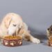 PremieRpet doa mais de 80 toneladas de alimentos para pets em abrigos