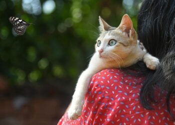 Presente de grego! Por que gatos entregam insetos e coisas aleatórias?