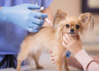 Procura pela vacina contra “gripe dos cães” aumenta em 2025; entenda