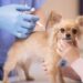 Procura pela vacina contra “gripe dos cães” aumenta em 2025; entenda