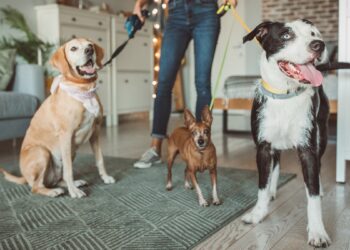 Quem vai cuidar do seu pet? Saiba como escolher o profissional certo