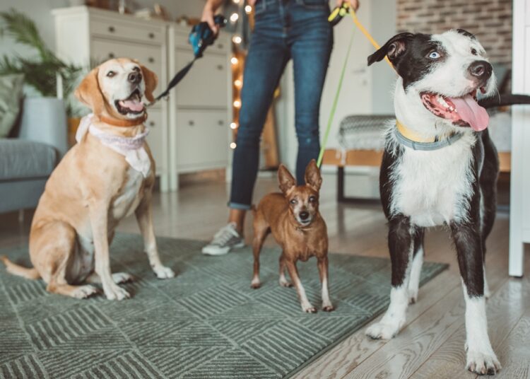 Quem vai cuidar do seu pet? Saiba como escolher o profissional certo