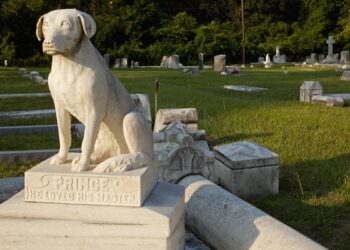 Saiba como funciona nova lei que permitirá sepultamento de pets em SP