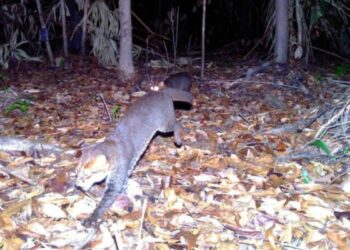 Saiba mais sobre espécie de gato vista pela primeira vez em 29 anos