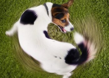 Seu cão morde tudo que vê pela frente? Expert dá dicas de como lidar