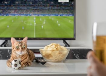 Seu pet fica estressado durante jogos de futebol? Veterinário explica