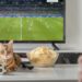 Seu pet fica estressado durante jogos de futebol? Veterinário explica