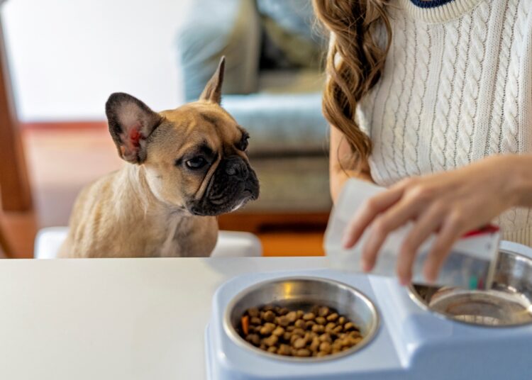 Seu pet não quer comer a ração? Entenda os motivos e o que fazer