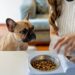 Seu pet não quer comer a ração? Entenda os motivos e o que fazer