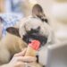 Sorvete para pets: aprenda receitas naturais para refrescar no calor