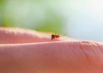 Suor humano explica por que algumas pessoas atraem mais mosquitos