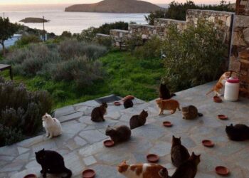 Tudo pago: cuidar de gatos em ilha paradisíaca é a vaga dos sonhos