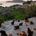 Tudo pago: cuidar de gatos em ilha paradisíaca é a vaga dos sonhos