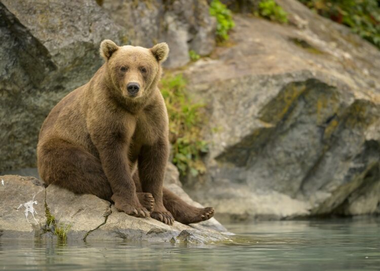 Urso no Brasil? Saiba por que eles não cruzam fronteiras com o país