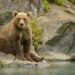 Urso no Brasil? Saiba por que eles não cruzam fronteiras com o país