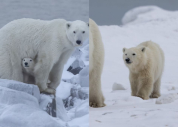 Urso-polar surpreende cientistas ao adotar filhote no Ártico canadense