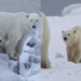 Urso-polar surpreende cientistas ao adotar filhote no Ártico canadense