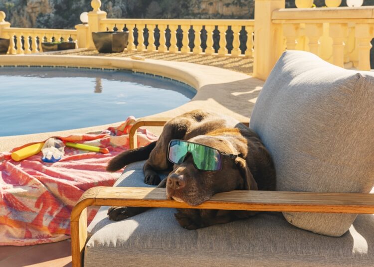 Vai viajar com o pet? Descubra o que não pode faltar de jeito nenhum
