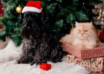 Veterinária orienta como incluir seus pets nas festas de fim de ano