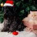 Veterinária orienta como incluir seus pets nas festas de fim de ano