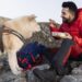 Viagem e alimentação: como manter seu pet saudável durante as férias