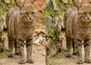 Você conhece ou já viu o gato-palheiro? Ele mora no Zoo de Brasília