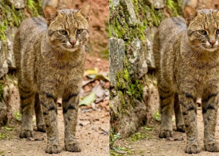 Você conhece ou já viu o gato-palheiro? Ele mora no Zoo de Brasília