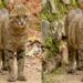 Você conhece ou já viu o gato-palheiro? Ele mora no Zoo de Brasília